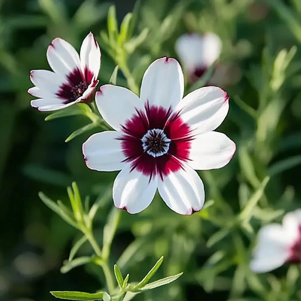 100 Bright Eyes Flax Seeds - SemiWild Permaculture