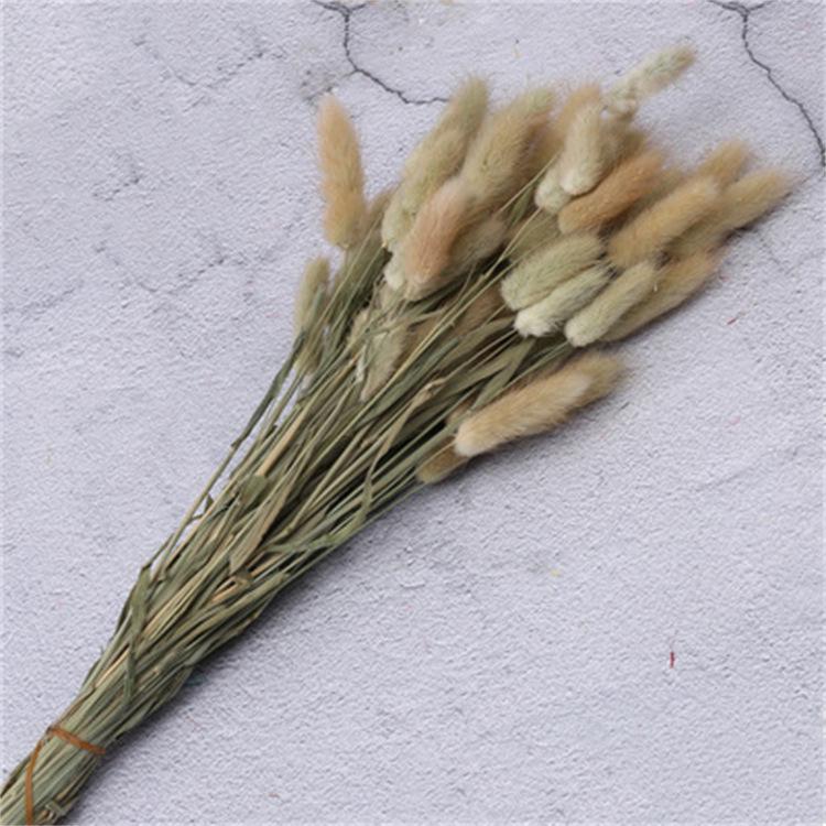 60pcs Natural Dried Lagurus Ovatus Foxtail Bouquet for Decoration