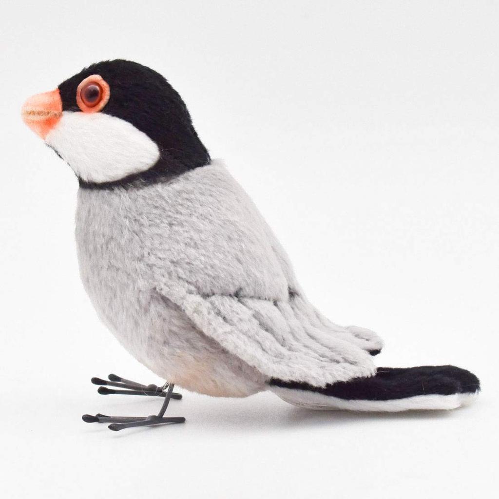 BH7248 HANSA Java Sparrow 13