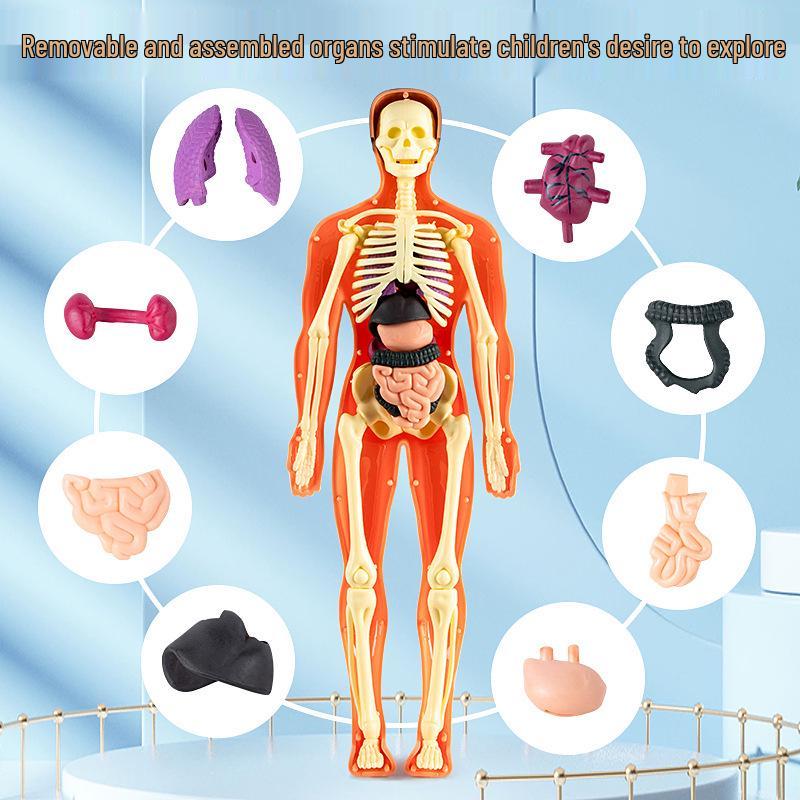 Children's 3D Human Body Skeleton & Organ Anatomy Educational Model 
