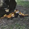 BH7252 HANSA Red Panda 37