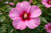 Hibiscus Flower 100g Tisania Herbal Tea