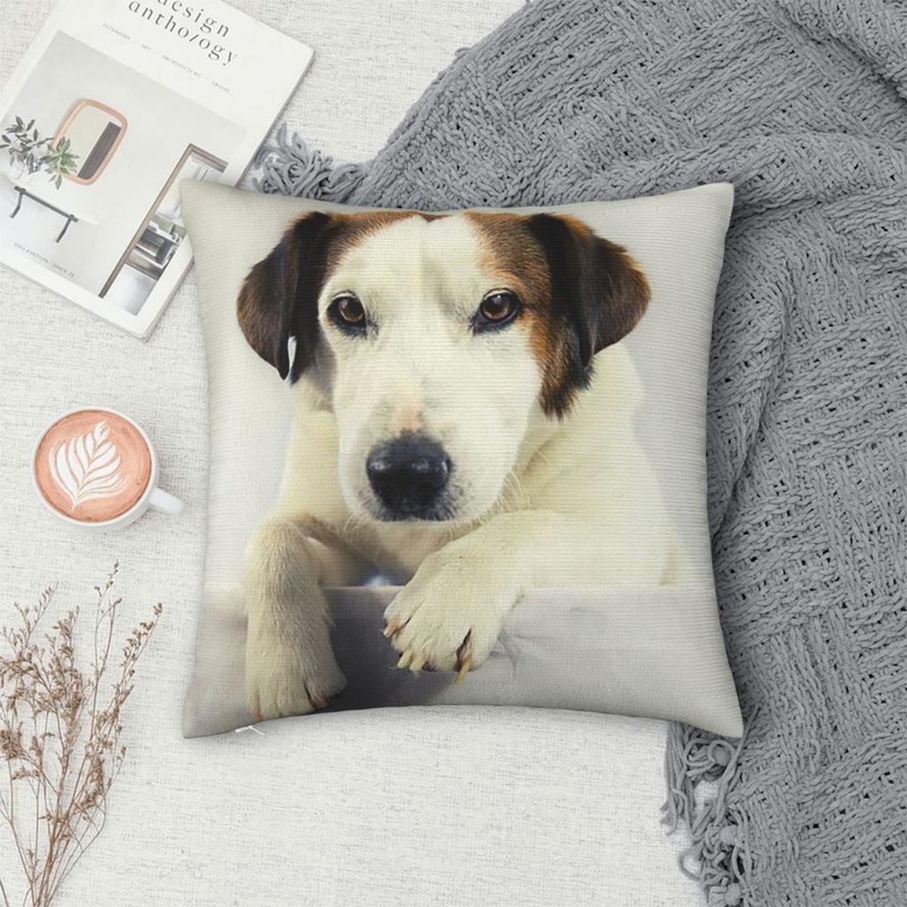 Federa per Cuscino Quadrata Foto Jack Russell Terrier Cuscino Decorativo per Divano Soggiorno Casa