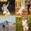 Dog Toy Ball Solid Bite Resistant Small Large Dog Toys High Elasticity E-TPU Pet Chew Solid Ball For Dogs Toys Pet Supplies