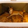 Braun Dreidimensionale Bär Gebogene Haus Zwinger Katze Haus Große Raum Kleine Hund Große Hund Herbst Haustier Lieferungen