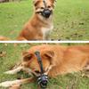 Soft Plastic Dog Muzzle Lightweight Cage Dog Mouth Cover Suitable for Grooming Trimming Training