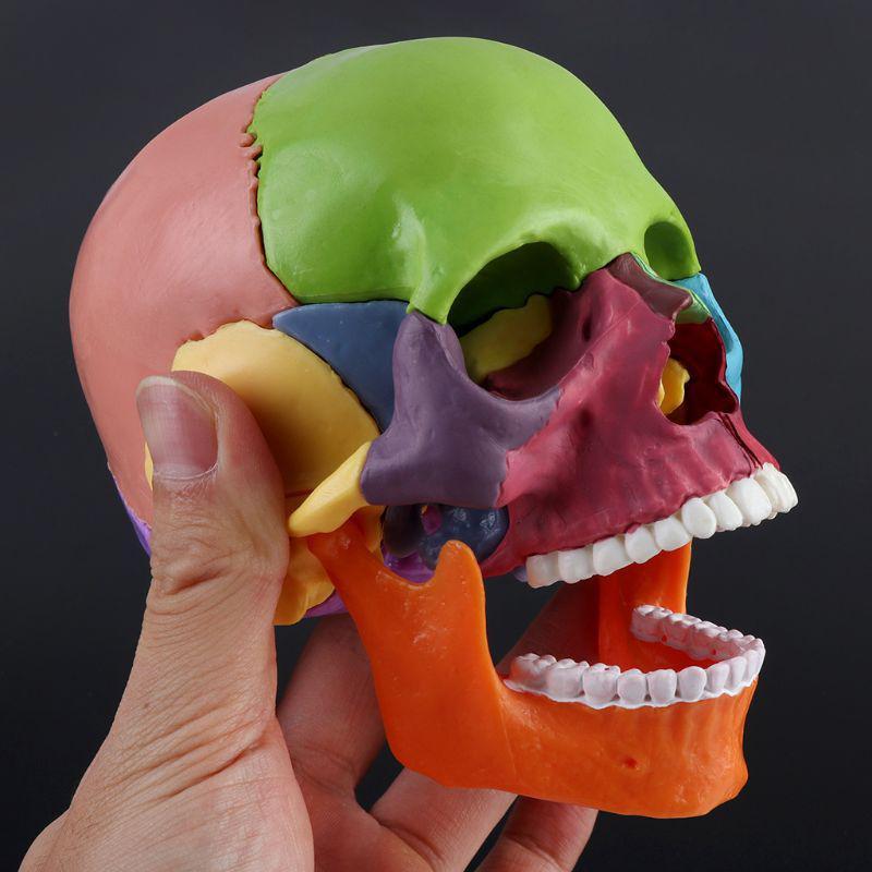 Model Craniu Uman Colorat 4D Anatomie Anatomică Predare Schelet Cap Studiu Materiale Didactice