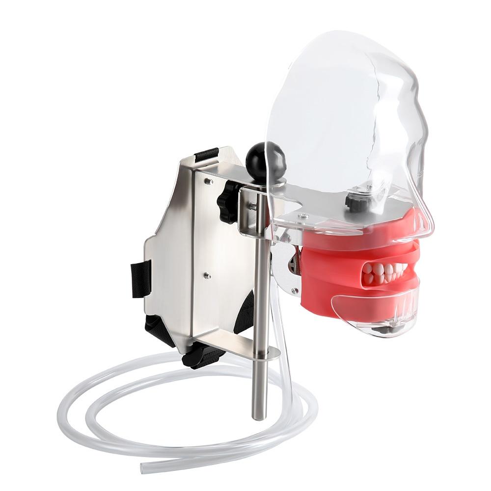 JUMTOP Dental Simple Head Model Practice Training Simulator Phantom Head Typodont Removable Strap Type