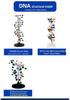 Qinghua 60cm DNA Double Helix Model for Biology Teaching