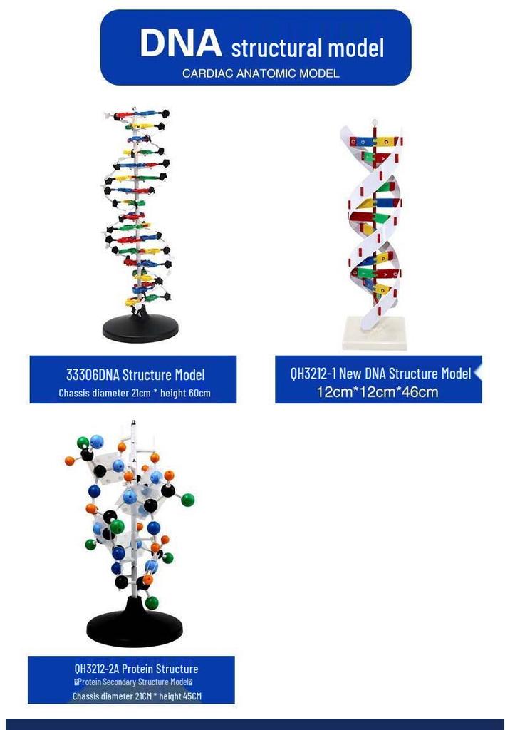 Qinghua 60cm DNA Double Helix Model for Biology Teaching