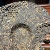 357 g Yunnan Old Puerh Surowa herbata Lata 90. Meishu Starzona surowa herbata Pu'er Cake Zostało tylko dziesięć