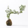 Eco Tank Pottery Jar: Ancient Flow Filtration Ornament for Oxygenating Fish, Courtyard Landscaping, and Fountain Decoration.
