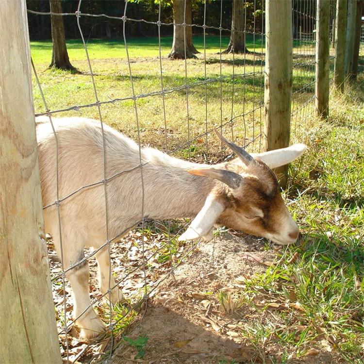 Custom High Strength Galvanized Farm Fencing Wire Mesh Hinge Joint Fence For Field Deer Goat Sheep