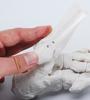 Monolife Foot Bone Model, Foot Bone Model, Ankle Joint Model, Right Foot Specimen, Ankle, Articulating Type