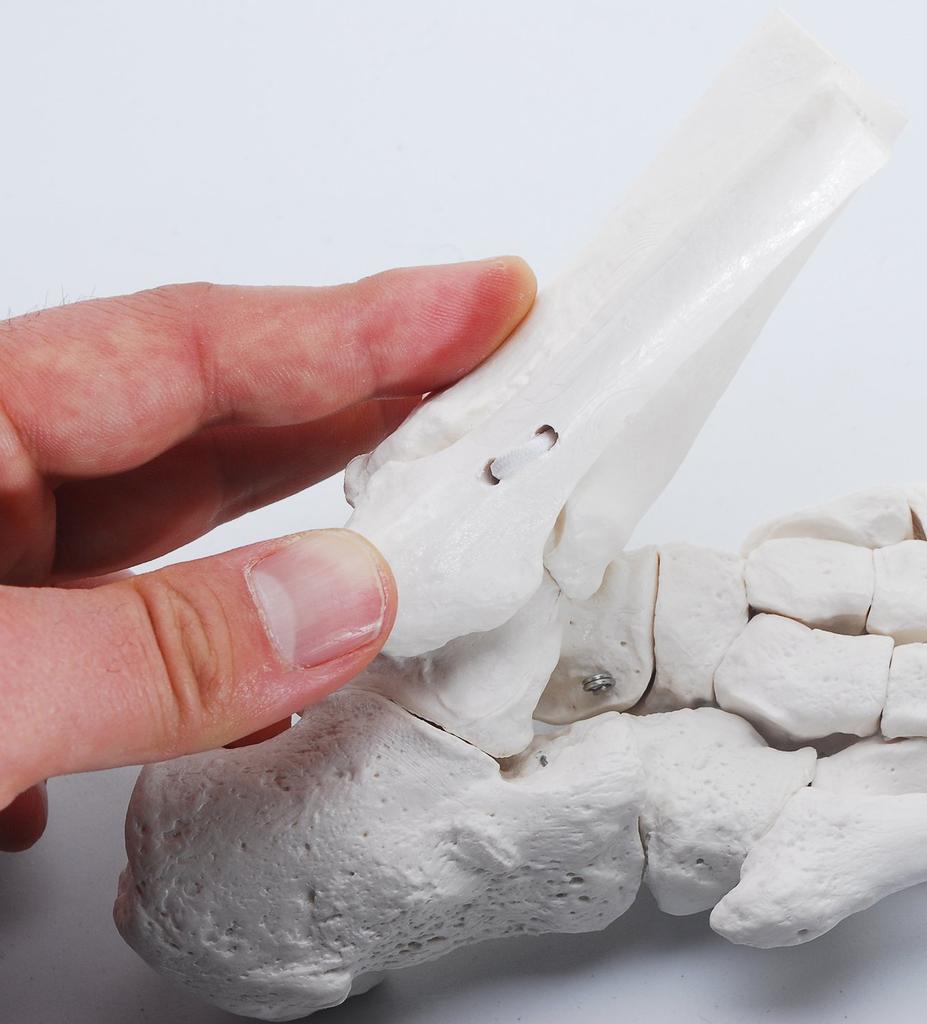 Monolife Foot Bone Model, Foot Bone Model, Ankle Joint Model, Right Foot Specimen, Ankle, Articulating Type