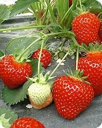 50 Semi Di FRAGOLA GIGANTELLA "Semi Freschi e Biologico "