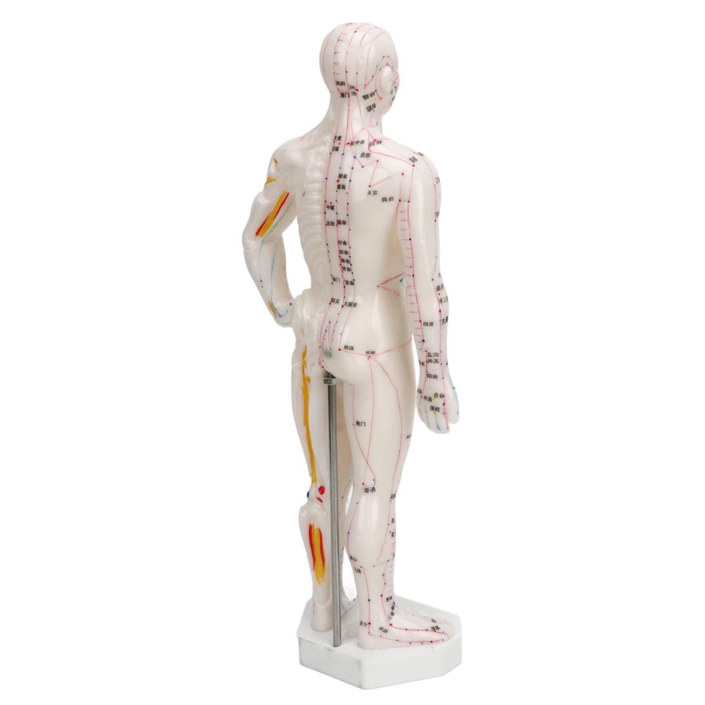 Human Body Acupuncture Model Professional Portable Meridian Points Model for Science Class Education 10.2in
