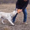 Dog's Lab Dog Frisbee Toy Boomerang, 1 Piece, Orange