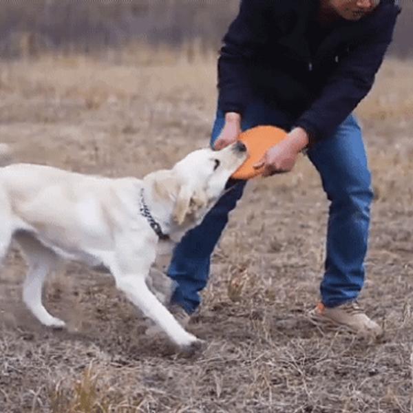 Dog's Lab Dog Frisbee Toy Boomerang, 1 Piece, Orange