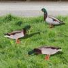 Chicken Garden Stakes Animal Stake Sculpture for Yard Outdoor Lawn Ornaments