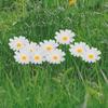 G329 10Pcs/Set Simulated Daisy Shape Garden Stake Outdoor Courtyard Patio Lawn Decoration