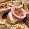Coleira Anti-Lambedura Ajustável Coleira Protetora Anti-Mordida para Pássaro Hamster Coelho