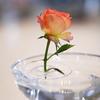 10/20/30Pcs Floating Floral Arrangement Holder Clear Floating Flower Display Stand Hydroponics Water Planting Flower Bowl Stem Holder Decoration