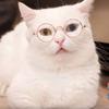 1 Stück Hunde Sonnenbrille Katze Haustier Produkt Lieblich Vintage Rund Reflexion Augenbekleidung Brille Kleiner Hund Katze Haustier Foto Requisiten Zubehör