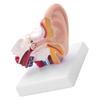 Human Ear Anatomy Model 1.5 Times Enlarged PVC Anatomical Ear Model for Learning Display Research