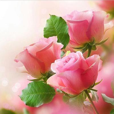 Peinture diamant "Rose rose" Peinture diamant 3D Peinture diamant ronde Strass Broderie