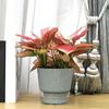 Self-Watering Flowerpot Plant Pot with Visual Reservoir Drainage Hole Self Watering Planter with Absorbent Rope for Indoor Outdoor Plants