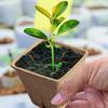 10 Pcs Peat Pots for Seedling Outdoor Garden Germination Nursery Pots Pulp Biodegradable Seed Starter Pots Kits