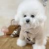 Dog Autumn And Winter Traction Pet Clothes Teddy Bichon Schnauzer French Dou Corgi Small Dog Pomeranian Winter