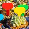 100pcs-Plastic plant labels, garden labels, hanging labels for plants, used for horticulture and organization-random color