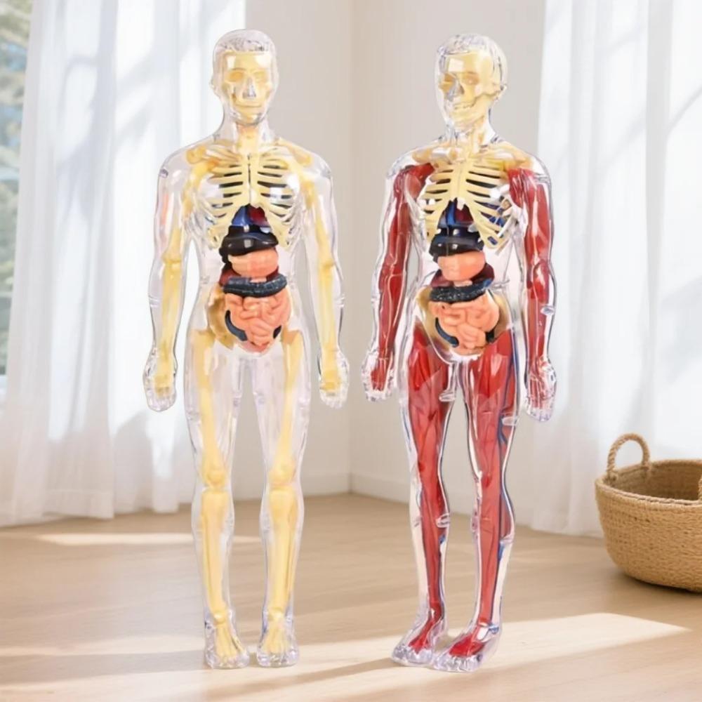 Modello Struttura Corpo Umano Smontabile Assemblato per Bambini, Scheletro Intero, Scheletro Organi, Giocattolo Simulazione Anatomia Medica