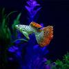 Simulated Aquarium Decoration Marine Tropical Fish Tank Landscaping Nightlight Simulating Fake Ornaments 4pc/lot