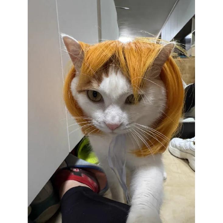 Pet Wig Dog Wig Pet Supplies Halloween Pet Accessories Curly Hair Straight Hair Cat Wig It Can Be DIY Trimmed