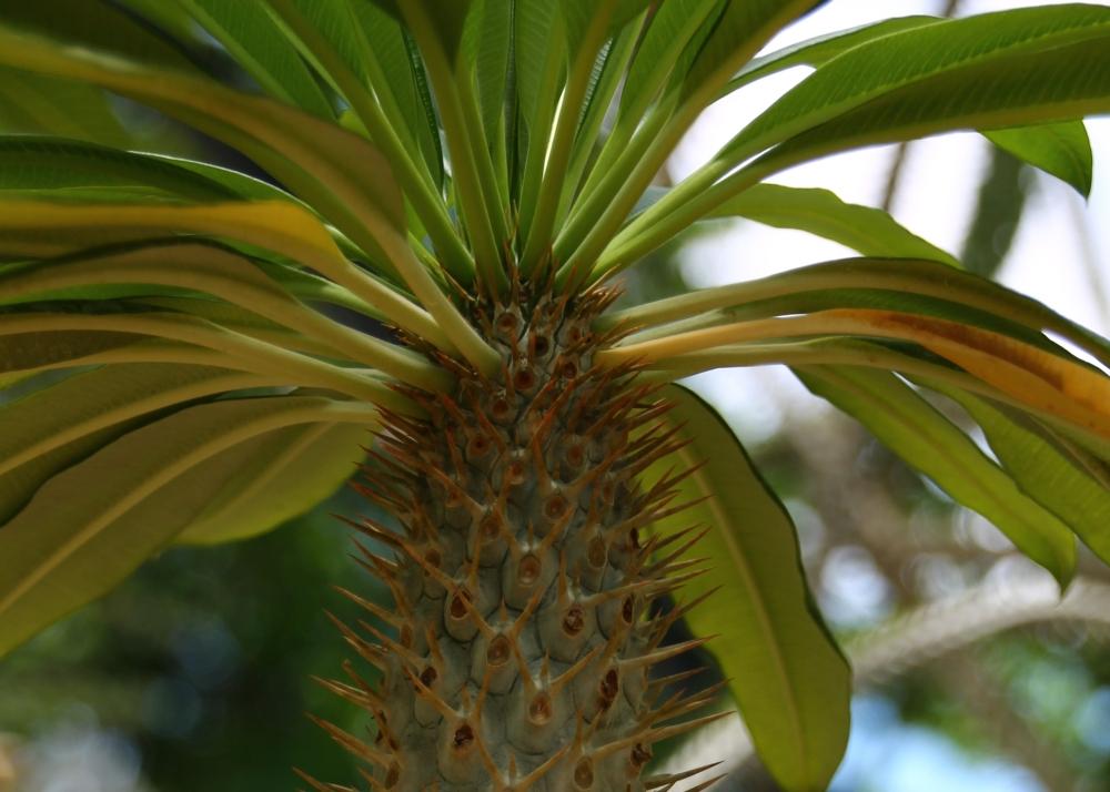 SAFLAX Garden In the Bag - Madagascar Palm - 10 Seeds - With Substrate In a Fitting Stand Up Bag - Pachypodium Lamerei