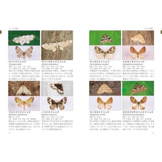 Revised Edition Moth Ecology Specimen Illustrated Guide