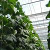 100pcs Climbing Plant Vertical Growth Support Clip Growing Assistance Holder For Tomato Plant And Vegetable Stems