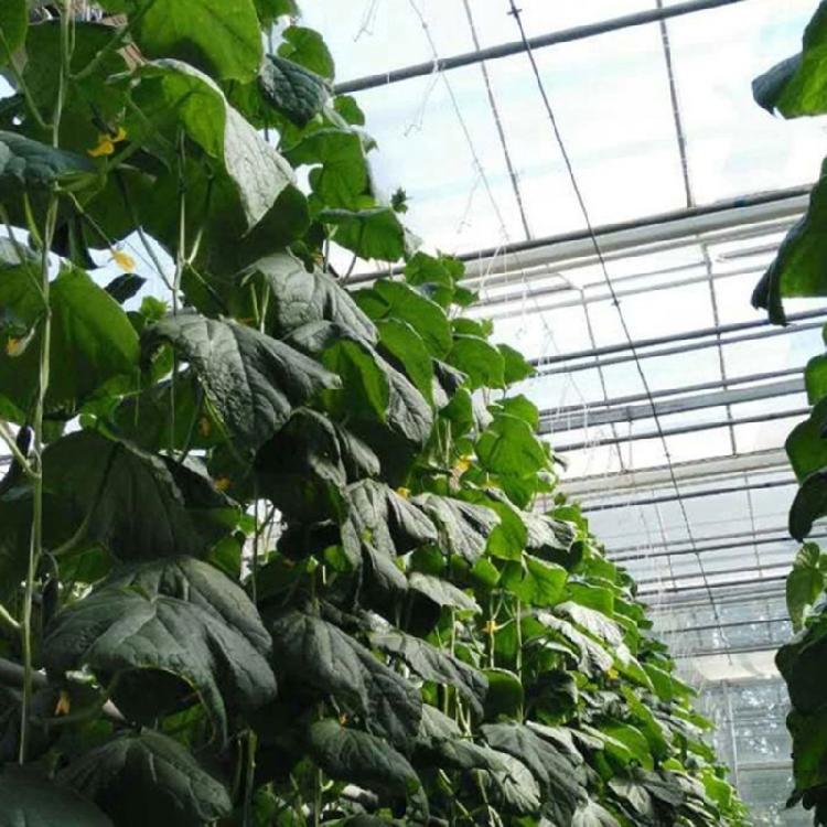 100pcs Climbing Plant Vertical Growth Support Clip Growing Assistance Holder For Tomato Plant And Vegetable Stems