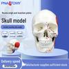 Detachable 1:1 Cranial Skull Model with Oral Anatomy Instructions