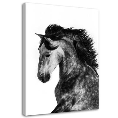 Canvas Print, Wild Steed