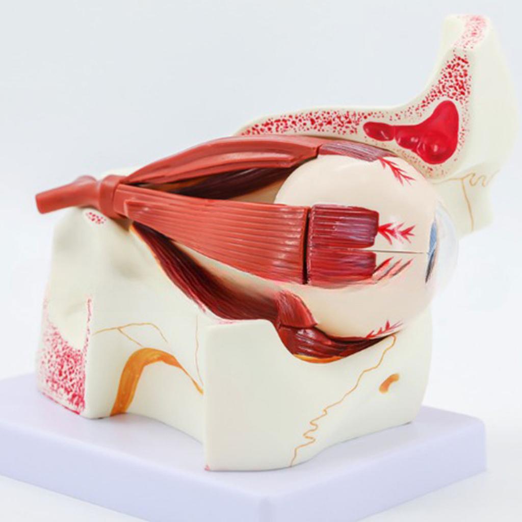 Menschliches Auge Anatomie Lehrmittel Menschliche Organe Modell Augapfel Anatomie Modell