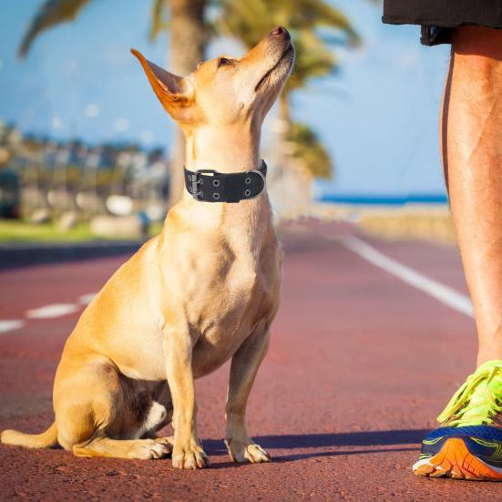 Adjustable Dog Collar with D-Ring Tear-resistant Pet Training Collar Pet Neck Protection Collar Pet Supplies