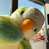 20CM Cute Parrot Hand Puppet Toy Ventriloquism Performance Little Bird Enlightenment Children's Watch Learning Performance Doll