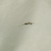 WOOLRICH 70s Vintage White Tag Mod coat XL Ivory TALON ZIP Men's Used