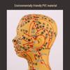 Ultra-Clear Silicone Model: Acupuncture & Meridians Teaching for Tuina Massage Practice