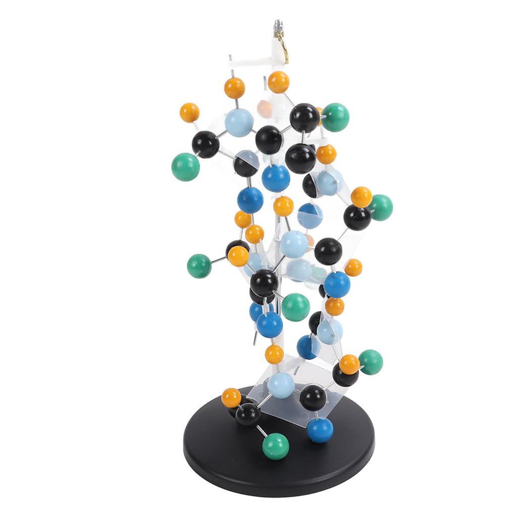 Proteinmolekülmodell aus Kunststoff QH3212‐2 Molekülstrukturmodell für den Unterricht in der Schule