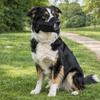 Anti-Biss Hundemaske aus Netzstoff Verhindert Bellen Atmungsaktiv Hundemaulkorb Weiche Verstellbare Hundemaulabdeckung Für Spaziergänge im Freien
